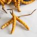 5 Grams Cordyceps Sinensis Chinese Caterpillar Fungus(Dong Chong Xia Cao) Wild Cordyceps 100% Wild Himalayan Cordyceps Sinensis. - Buy Online on GoSupps.com
