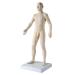 3B Scientific N30 Acupuncture Male Model 31.5-Inchx11.4-Inchx10.2-Inch