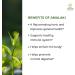 Kerala Ayurveda Amalaki Capsules - 60 Tablets | Antioxidant Supplement for Digestive & Skin Health | Immunity Booster | Gluten Free Dietary Supplement - Buy Online on GoSupps.com