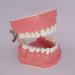 1.5X Large Dental Typodont Model for Kids - Tooth Brushing & Flossing Practice Removable Lower Teeth for Dental Students | Ideal Teaching Tool - Buy Online on GoSupps.com