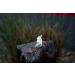 Buy Seliger Spring Stone Quellstar 600 LED Light Unit - White | International Shipping Available - Buy Online on GoSupps.com