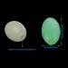 100PCS 8x12mm Oval Glow in Dark Luminous Fishing Beads - Green and White - Fishing Gear Accessories - Buy Online on GoSupps.com