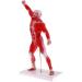 Educational Model 50Cm Human Torso Superficial Muscle Model Vision Human Muscle Anatomy Model for Learning Resources Medical Models - Buy Online on GoSupps.com