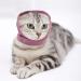 Ulobey Calming Dog Ears Cover - Pet Ear Flap Head Wrap for Noise Protection and Anxiety Relief - Pink, Suitable for Small, Medium, Large Dogs and Cats - Buy Online on GoSupps.com