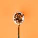 Granola cacao et noix de coco 500 gr nut&me | Sans sucres ajout s sans lactose | Ingr dients naturels | Sans additifs | Sans OGM | Vegan | Granola cacao et noix de coco 500 g (Lot de 1) - Buy Online on GoSupps.com