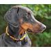 100% Baltic Amber Dog Necklace & Collar | Natural Tick Protection for Cats & Dogs | Authentic Lithuanian Amber - Buy Online on GoSupps.com