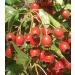 Hawthorn Berries - Seedless 500g - Buy Online on GoSupps.com