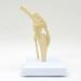 Natural Knee -Size Knee Articulation Model for Pets Veterinarily Model Knee Articulation Model Show Ligamenti Knee Model Knee - Buy Online on GoSupps.com