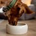 Nobby Ceramic Feeding Trough 1000ml - Durable Pet Bowl for Cats and Dogs - Buy Online on GoSupps.com