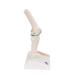 Buy 3B Scientific A85/1 Mini Knee Joint | Cross Section Bone Model | International Shipping | 3B Smart Anatomy - Buy Online on GoSupps.com