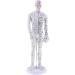 harayaa Human Body Point as described Male - Buy Online on GoSupps.com