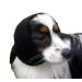 Happy Hoodie The Original Calming Band for Dogs & Cats - for Anxiety Relief & Calming Dogs Noise Canceling for Dogs - The Force Drying & Grooming Miracle Tool Since 2008 (Small Black) S (Pack of 1) Black
