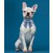 Lionet Paws Dog Collar Fly - Comfortable Silk Collar with Removable Fly for Small Dogs (25-40cm) - Blue - Buy Online on GoSupps.com
