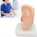 1.5x Enlarged Anatomically Accurate Human Ear Model - Perfect for Natural Sciences Classrooms Teaching & Medical Studies - Buy Online on GoSupps.com