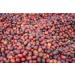 West End Coffee Roasters Ethiopia Kochere Top Grade Single Origin Medium Roast Whole Bean (12oz/340.2g x 3) Ethiopia Kochere - med roast 113.33 g (Pack of 3) - Buy Online on GoSupps.com