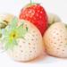 Olay Fresh Outlast Cooling White Strawberry & Mint Body Wash 3 Fl Oz Travel Size - Pack of 1 - Buy Online on GoSupps.com