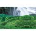 250g (0.55LB) Oolong Th Anxi Guan Yin Chinois th Th vert Tieguanyin Tikuanyin th wu-long - Buy Online on GoSupps.com