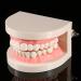 Syrisora 1PC PVC Dental Teaching Model | Educational Tool for Kids to Learn Teeth Brushing - Buy Online on GoSupps.com