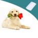 Buy White Double-Sided Nit Fine Tooth Combs for Kids & Pets | Flea & Lice Removal Brush | Best Hair Grooming Comb - Buy Online on GoSupps.com