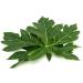 Papaya Leaves Powder 100% Pure & Fresh Quality No GMO No Preservatives - Buy Online on GoSupps.com