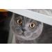 Buy Bentokitty Natural Clumping Cat Litter 10L - Fine-Grained Bentonite for Sensitive Paws | Eco-Friendly 1-Pack - Buy Online on GoSupps.com
