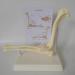 Dog Elbow Joint Model Dog Elbow Joint Model Animal Body Anatomy Replica of A Normal Dog for Veterinary Office Teaching Aids - Buy Online on GoSupps.com