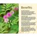 SENTA Thotta Sinungi Mimosa Pudica Powder 300G - Buy Online on GoSupps.com