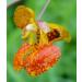 Creation Farm Jewelweed Spray 4 oz - Poison Ivy Itch Relief  Remedy Soothes Itchy Poison Oak  Allergy Rash  Bug Bites  Bee Stings  Para Prurito  Picaduras de Insectos  Hiedra Venenosa - Buy Online on GoSupps.com