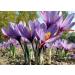 Saffron Crocus 25 Bulbs + Saffron Bulb Food | Crocus Sativus | Fast Shipping - Buy Online on GoSupps.com