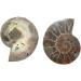 Third Eye Crystals Ammonite Fossil Carved Gemstone - Natural Crystal Stone for Home Decoration & Aquarium - Decorative Sculpture & Gift - Buy Online on GoSupps.com