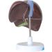 Anatomical Model of The Human Liver Hepatobiliary Model Pancreatic Bile Model 1.5X of The Bile Duct for Study - Buy Online on GoSupps.com