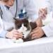 Backagin 2.12mm Microchips for Dogs and Cats - 20 Pack Implant Kit for Veterinary Management - Buy Online on GoSupps.com