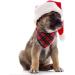 Lionet Paws Christmas Dog Bandana | Triangular Scarf for Small Medium & Large Dogs | Festive Checked Design - Buy Online on GoSupps.com