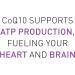 Natural Factors Ubiquinol QH Active CoQ10 100 mg - 120 Softgels | Heart Health & Energy Support - Buy Online on GoSupps.com
