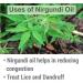 Nirgundi Oil (Vitex negundo) - 100% Natural Therapeutic Essential Oil Cold Pressed Aromatherapy 50 ML with Dropper - Premium Quality & Pure Undiluted - Buy Online on GoSupps.com