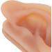 Silicone Ear Model | Simulated Ear for Acupuncture Practice & Piercing Display Stand | International Shipping Available - Buy Online on GoSupps.com