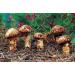 WENXUANSU:1 Pound (454 grams) Dried Matsutake Slices Mushroom Premium Grade - Buy Online on GoSupps.com