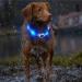 Laroo LED Dog Collar - USB Rechargeable Night Safety Luminous Collar for Small Medium Large & Long-Haired Dogs - 3 Modes 65cm x 2.5cm Blue - Buy Online on GoSupps.com