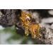 USDA Certified Organic Frankincense Essential Oil - 100% Pure Boswellia Serrata Extract - Topical & Diffuser Use - Anti-Aging Benefits - 10 ml - Buy Online on GoSupps.com