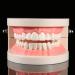 Syrisora 1PC PVC Dental Teaching Model | Educational Tool for Kids to Learn Teeth Brushing - Buy Online on GoSupps.com