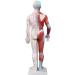 UIGJIOG 60cm Human Acupuncture Model - Unisex Adult Anatomy & Acupuncture Points for Professionals | Ideal for Acupuncturists - Buy Online on GoSupps.com