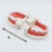 Children's Tooth Model Set - 2 PVC Dental Models & Toothbrushes for Clinics & Oral Care Lessons - Buy Online on GoSupps.com