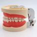 LBYLYH Teeth Model for Dental Education | Adult Dental Demonstration System for Healthy Gums & Periodontal Care | International Shipping Available - Buy Online on GoSupps.com
