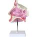 Nasal Cavity Model - Nose Anatomical Model - for Medical Research Doctor Patient - Buy Online on GoSupps.com