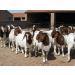 iMongol Carded Lambs Wool Stuffing Batting for Needle Felting, Knitted Toys, Crafts - Fine, Clean and Natural White - 3.6oz/100grams - Buy Online on GoSupps.com