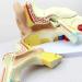 Human Body Human Ear Model Structure of OTO Rhino External Ear Middle Ear Ear Internal Auditory System Anatomy Teaching Accessories - Buy Online on GoSupps.com
