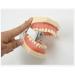 ZCbyBT Toothoral Model - 28 Screws for Fixing Teeth & Removable Gums | Ideal for Practical Operations & Demonstration Lessons - International Shipping Available - Buy Online on GoSupps.com
