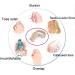 Bunion Corrector Double Toe Separators & Foot Cushion - Hallux Valgus Relief | S - Buy Online on GoSupps.com