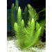 Hornwort - Ceratophyllum Demersum - Live aquarium plant - Buy Online on GoSupps.com