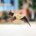 Buy 2-Piece Breathable Dog Shirts | Summer Pet Clothing with Fruit Patterns for Small & Medium Dogs & Cats - Buy Online on GoSupps.com